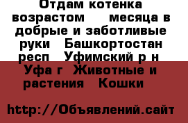 Отдам котенка возрастом 1,5 месяца в добрые и заботливые руки - Башкортостан респ., Уфимский р-н, Уфа г. Животные и растения » Кошки   